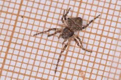 Gibbaranea bituberculata