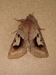 Acerra normalis