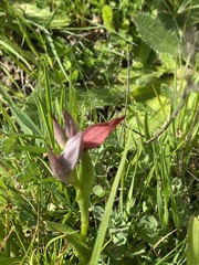 Serapias strictiflora