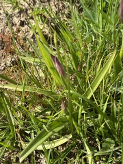 Serapias strictiflora