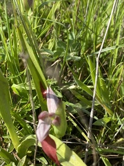 Serapias strictiflora
