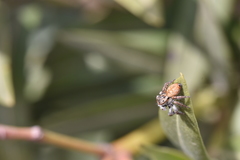 Carrhotus xanthogramma