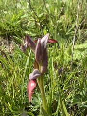 Serapias strictiflora