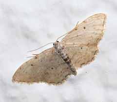 Idaea incisaria