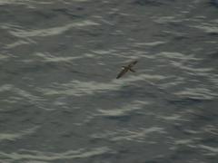 Puffinus lherminieri