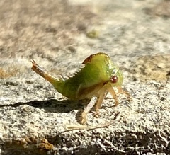 Smiliini