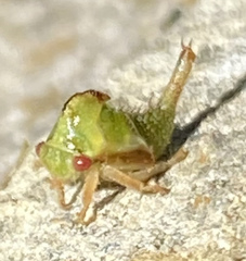 Smiliini