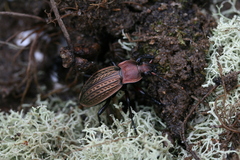 Carabus cancellatus