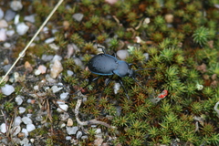 Carabus convexus