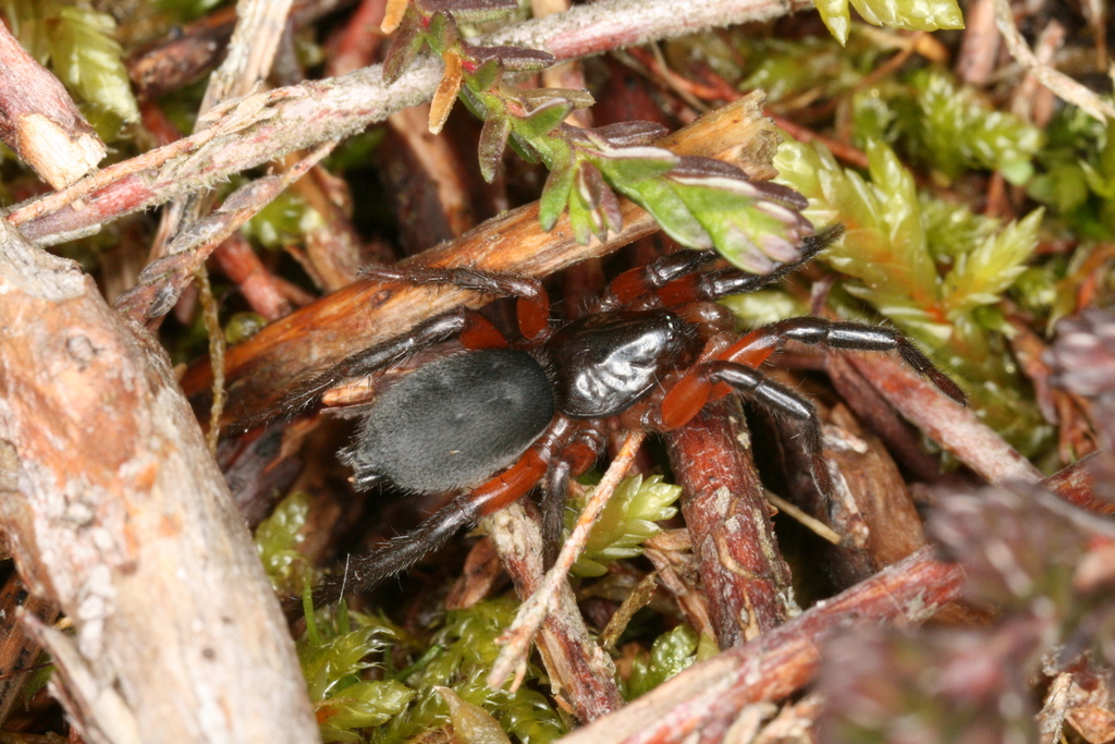 Gnaphosa bicolor