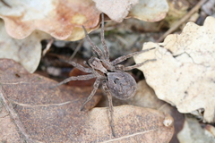 Alopecosa inquilina
