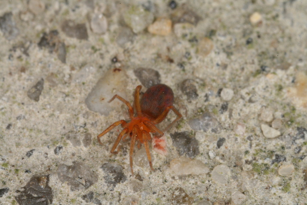 Oonops domesticus