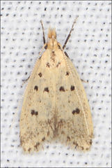 Atheropla decaspila