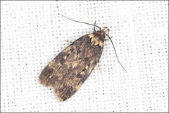 Barea codrella