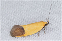 Echinocosma catachrysa