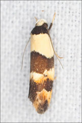 Euphiltra eroticella