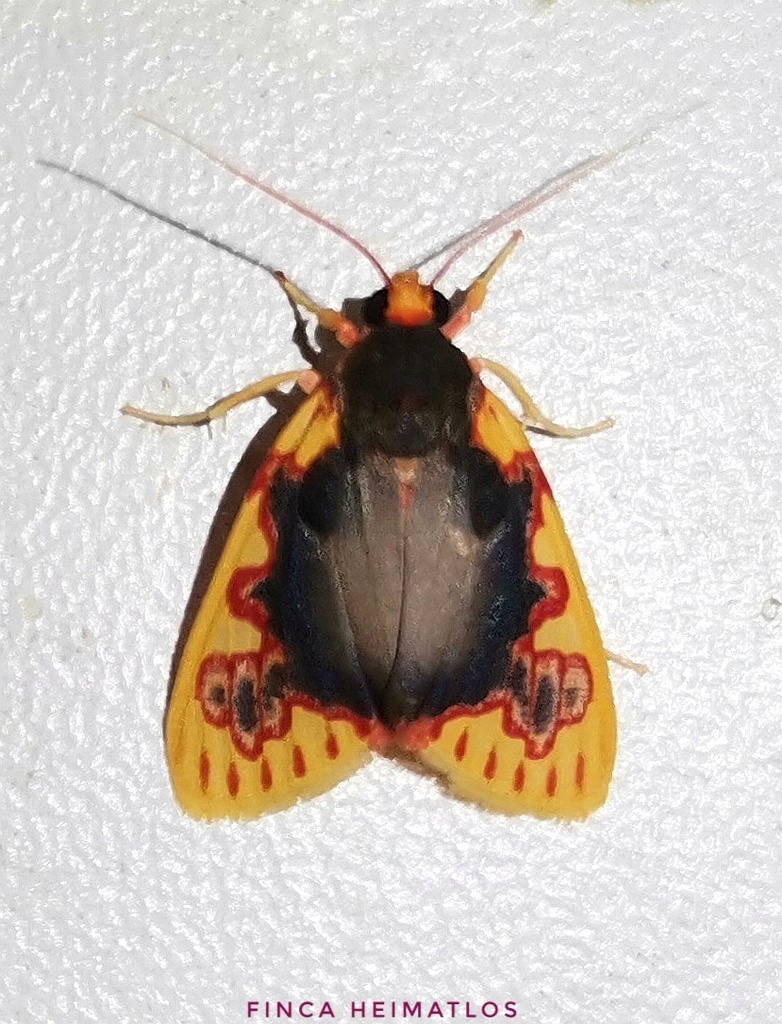 Paranerita rubrosignata