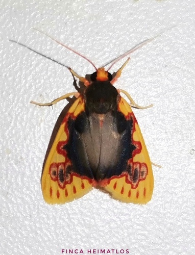 Paranerita rubrosignata