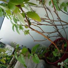 Conocephalus longipes