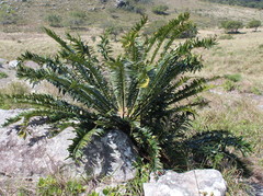 Encephalartos