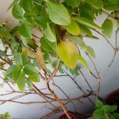 Conocephalus longipes