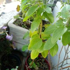 Conocephalus longipes