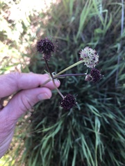 Sanicula bipinnatifida