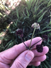 Sanicula bipinnatifida