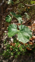 Cnidoscolus tehuacanensis