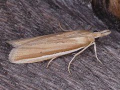 Pima albiplagiatella