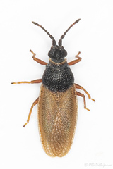 Agramma laetum