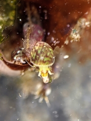 Phasianellidae