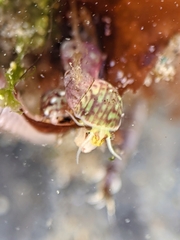 Phasianellidae