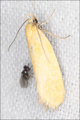 Microbela monodyas