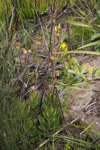 Image of Capelio caledonica by (c) Tony Rebelo, some rights reserved (CC BY-SA)