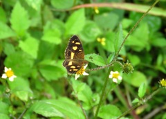 Telenassa berenice