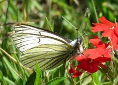 Tatochila stigmadice