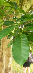 Dysoxylum spectabile