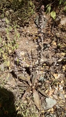 Thompsonella minutiflora