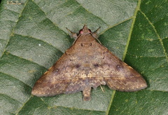 Hypospila bolinoides