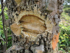 Zanthoxylum riedelianum