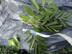 Zanthoxylum riedelianum