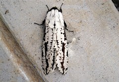 Lepidoptera