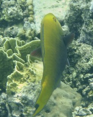 Chlorurus gibbus