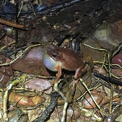 Ingerophrynus parvus