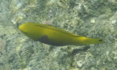 Chlorurus gibbus