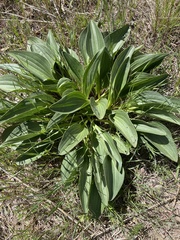 Arnoglossum plantagineum, photograph Jen, CC0, iNaturalist via GBIF