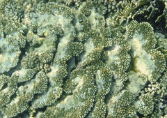 Acroporidae