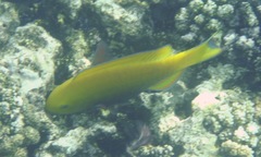 Chlorurus gibbus