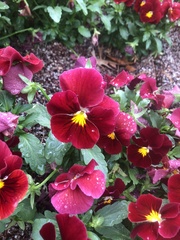 Viola × wittrockiana